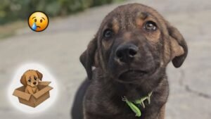 Sopita fue abandonada en una caja y ahora busca familia que la ame