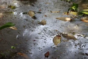 Diputada Mago Corro denuncia ante Profepa y PMA ecocidio y mortandad masiva de peces en Arroyo Hondo