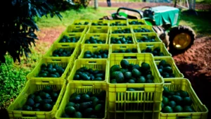 Michoacán cierra temporada de aguacate con 1.46 millones de toneladas